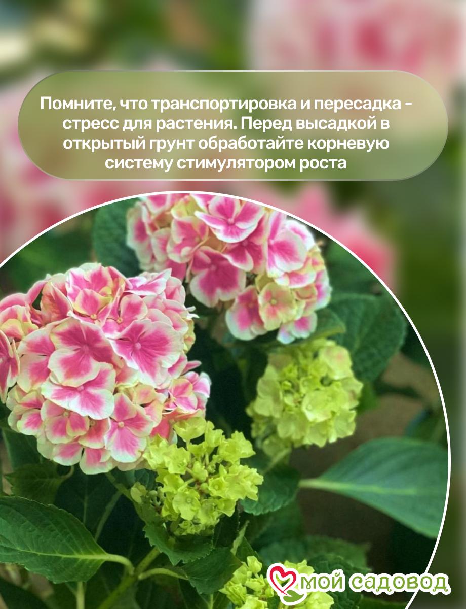 Морозостойкая Гортензия Пеперминт ЗКС