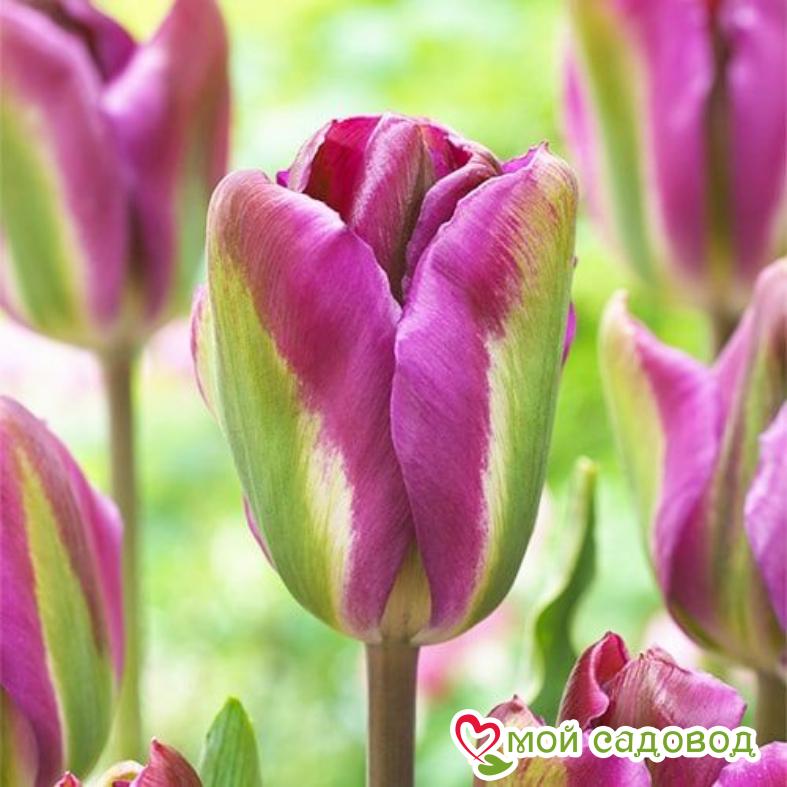 Тюльпан Вайолет Берд (ЗЕЛЕНОЦВЕТНЫЙ)