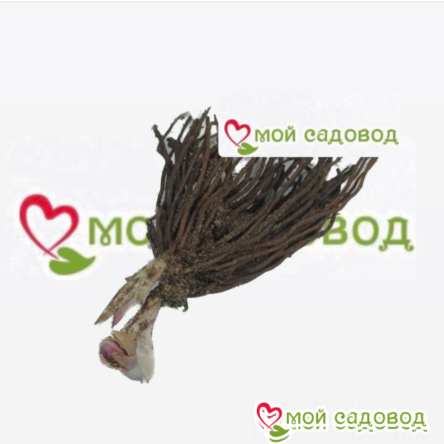 Морозник Фэйри Даст