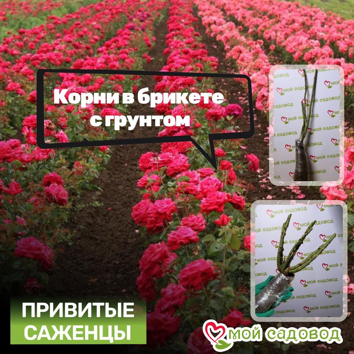 Роза чайно-гибридная Инь-Янь